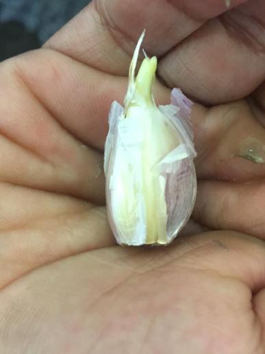 garlic bulb planting